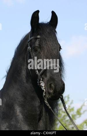 Friesische Pferd Stockfoto