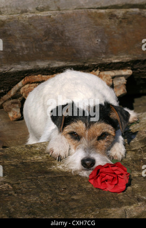 Parson Russell Terrier Stockfoto