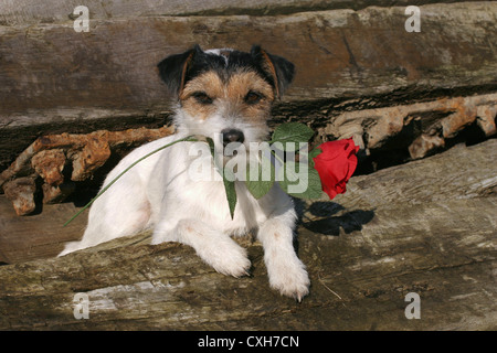 Parson Russell Terrier Stockfoto