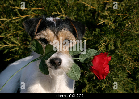 Parson Russell Terrier Stockfoto