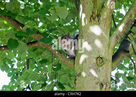 England, London, Regents Park, Grauhörnchen Stockfoto
