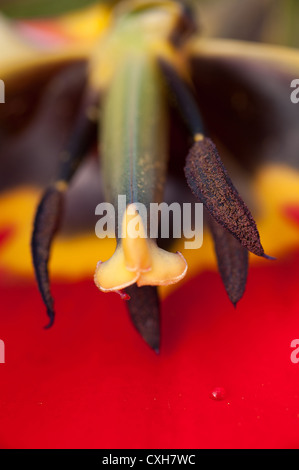 schrägen Winkel eines Querschnitts durch eine rote Tulpe, die zeigen, dass Pollen Stigma und Staubfäden Strecke Biene Insekt Flächen kann nehmen Stockfoto