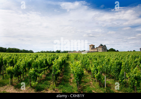 Weinberg von Saint-Emilion, Gironde, Aquitanien, Frankreich, Europa Stockfoto