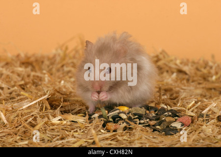 Hamster Stockfoto