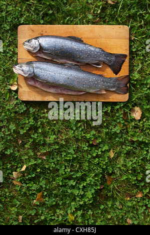 Gegrillte frische Forellen im Schreibtisch aus Holz für Holzkohle Grill draußen vorbereitet Stockfoto