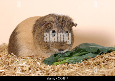 Guinea pig Stockfoto