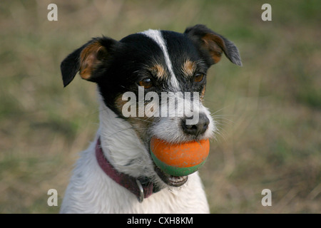 Jack-Russell-Terrier Portrait Stockfoto