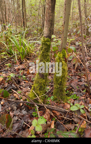 Eurhynchium Praelongum Besiedlung der Asche Baum Bäumchen im Wald durch gemeinsame Moos Unterholz versteckt Laubstreu Stockfoto