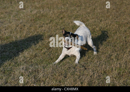 Jack Russell Terrier spielen Stockfoto