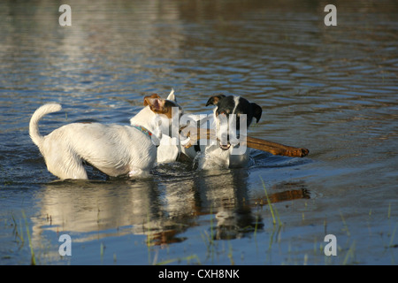 Jack Russell Terrier spielen Stockfoto