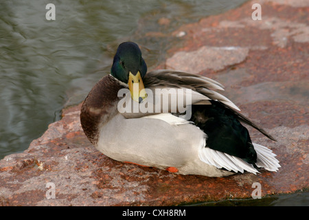 männliche Stockente Stockfoto