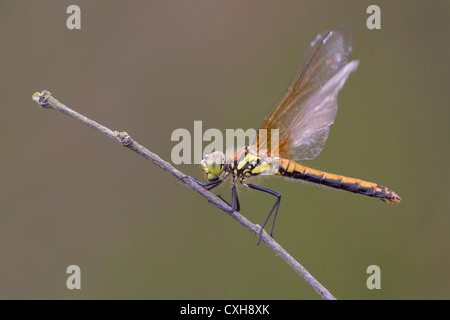 Porträt eines Erwachsenen schwarz Darter (Sympetrum Danae) thront auf einem feinen Zweig. Stockfoto