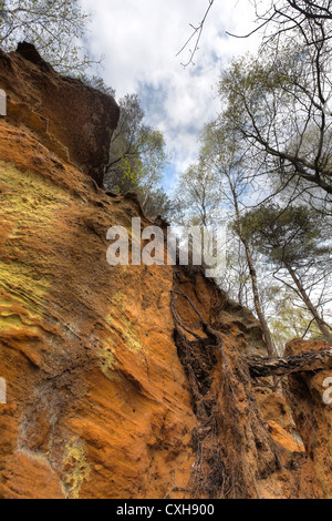 Greensand Ridge Sandstein Ablagerungen Baum hängt an diesem einsamen Klippe Gesicht Stockfoto