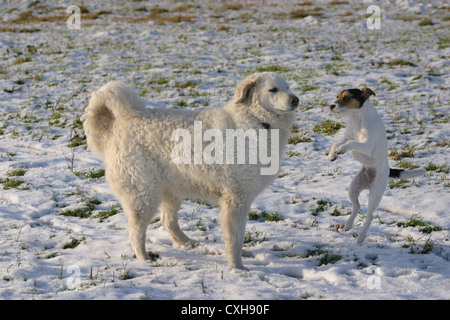 Parson Russell Terrier & Kuvasz Stockfoto