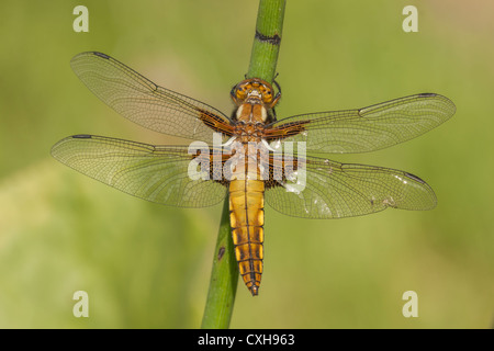 Eine kürzlich aufgetauchte Erwachsene breite Körper Chaser (Libellula Depressa) Libelle Stockfoto