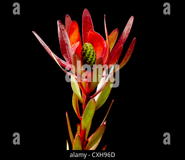 Leucadendron. Gemeinsamen Namen Safari Sonnenuntergang, Flamme-Tipp Stockfoto