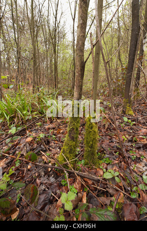 Eurhynchium Praelongum Besiedlung der Asche Baum Bäumchen im Wald durch gemeinsame Moos Unterholz versteckt Laubstreu Stockfoto