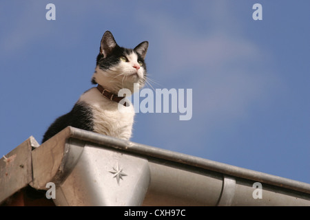 Katze auf dem Dach Stockfoto