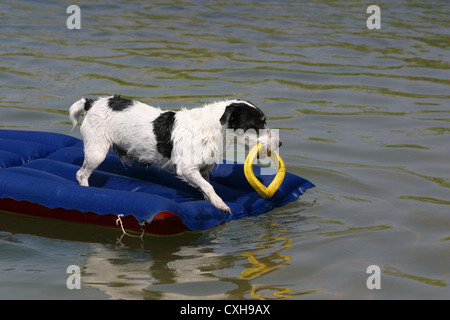 Hund auf Luftmatratze Stockfoto