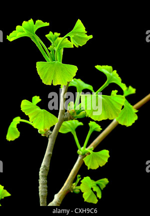 Ginkgo Biloba Blätter Stockfoto