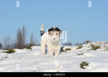 Parson Russell Terrier im Schnee Stockfoto