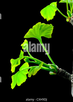 Ginkgo Biloba Blätter Stockfoto