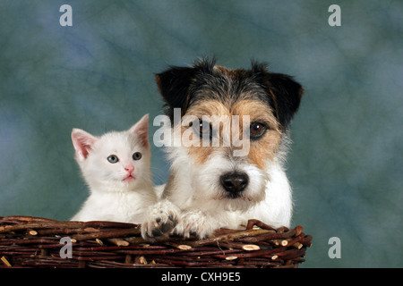 Ein Hund Katze Stockfoto