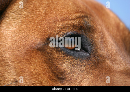 Hunde-Auge Stockfoto