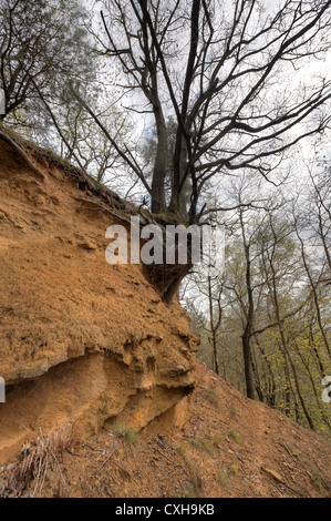 Greensand Ridge Sandstein Ablagerungen Baum hängt an diesem einsamen Klippe Gesicht Stockfoto