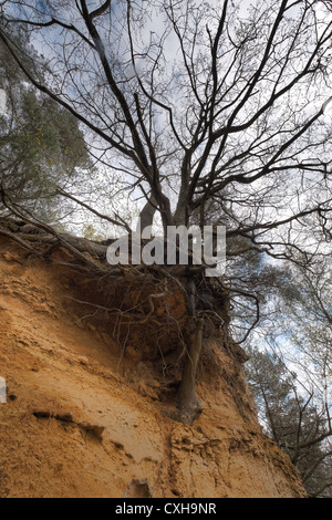 Greensand Ridge Sandstein Ablagerungen Baum hängt an diesem einsamen Klippe Gesicht Stockfoto