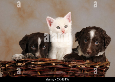 Welpe & Kätzchen Stockfoto