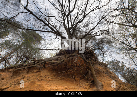 Greensand Ridge Sandstein Ablagerungen Baum hängt an diesem einsamen Klippe Gesicht Stockfoto