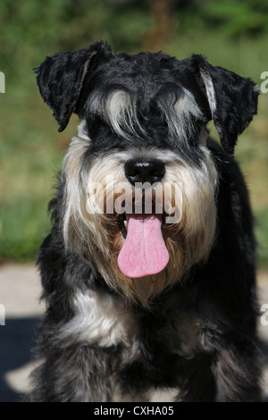 Zwergschnauzer-Portrait Stockfoto