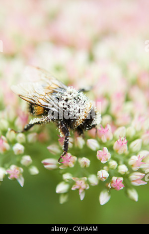 Pollen bedeckt Biene auf Sedum Blume Stockfoto