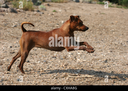 Zwergpinscher ausgeführt Stockfoto