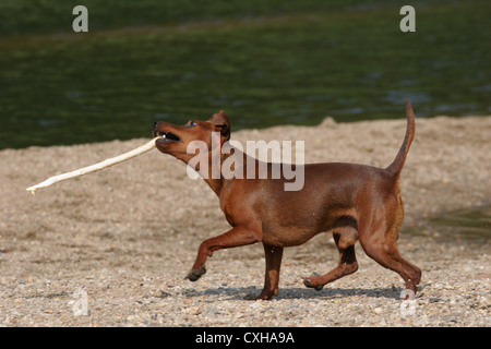 Traber Zwergpinscher Stockfoto