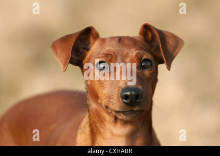 Zwergpinscher-Portrait Stockfoto