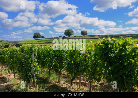 Weinberg von Saint-Emilion, Gironde, Nouvelle Aquitaine, Frankreich, Europa Stockfoto