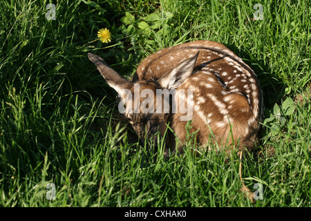 Rehkitz Stockfoto