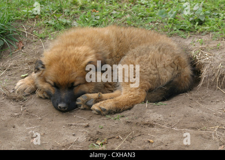 Harzer Fuchs Welpen Stockfoto