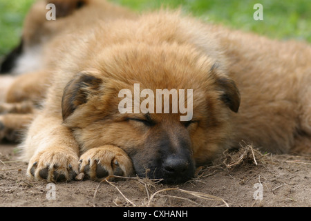 Harzer Fuchs Welpen Stockfoto