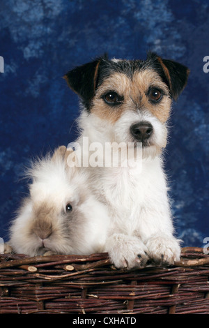 Hund und Hase Stockfoto