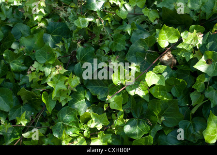 Masse des grünen Efeu Blätter Stockfoto