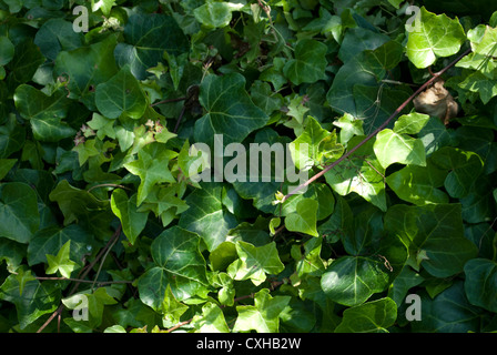 Masse des grünen Efeu Blätter Stockfoto