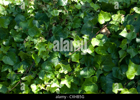 Masse des grünen Efeu Blätter Stockfoto