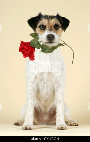 Parson Russell Terrier mit rose Stockfoto