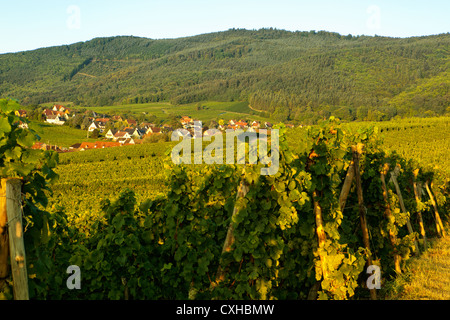 Sonnenaufgang über Riquewihr Wein Dorf im Elsass Frankreich Stockfoto