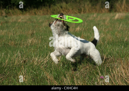 Parson Russell Terrier spielen Stockfoto