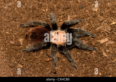 schöne subadulte weibliche mexikanischen goldenen Roten Bürzel Vogelspinne (Brachypelma Albiceps) Stockfoto