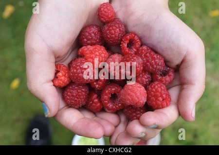 Ein Kind hält Himbeeren aus dem Garten gepflückt Stockfoto